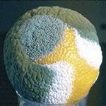 Зелёная плесень